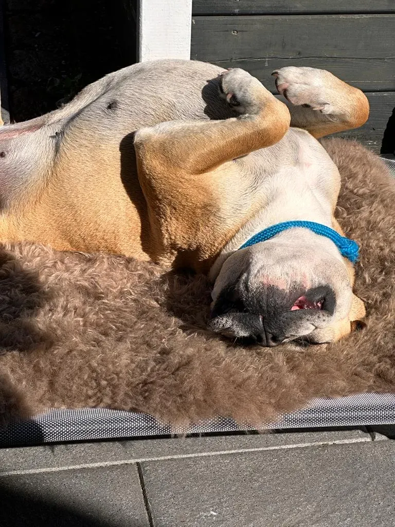 Heller Hund liegt entspannt auf dem Rücken in der Sonne