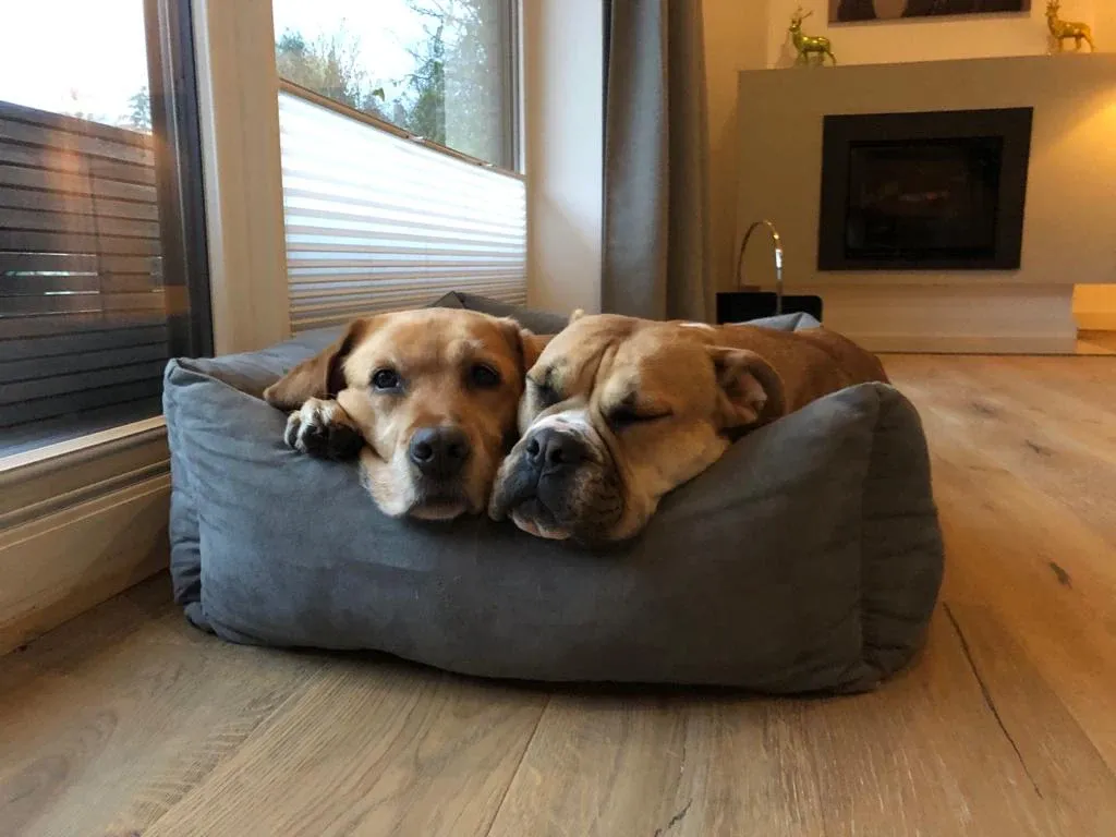 Zwei Hunde ruhen gemeinsam in einem Hundebett im Wohnzimmer