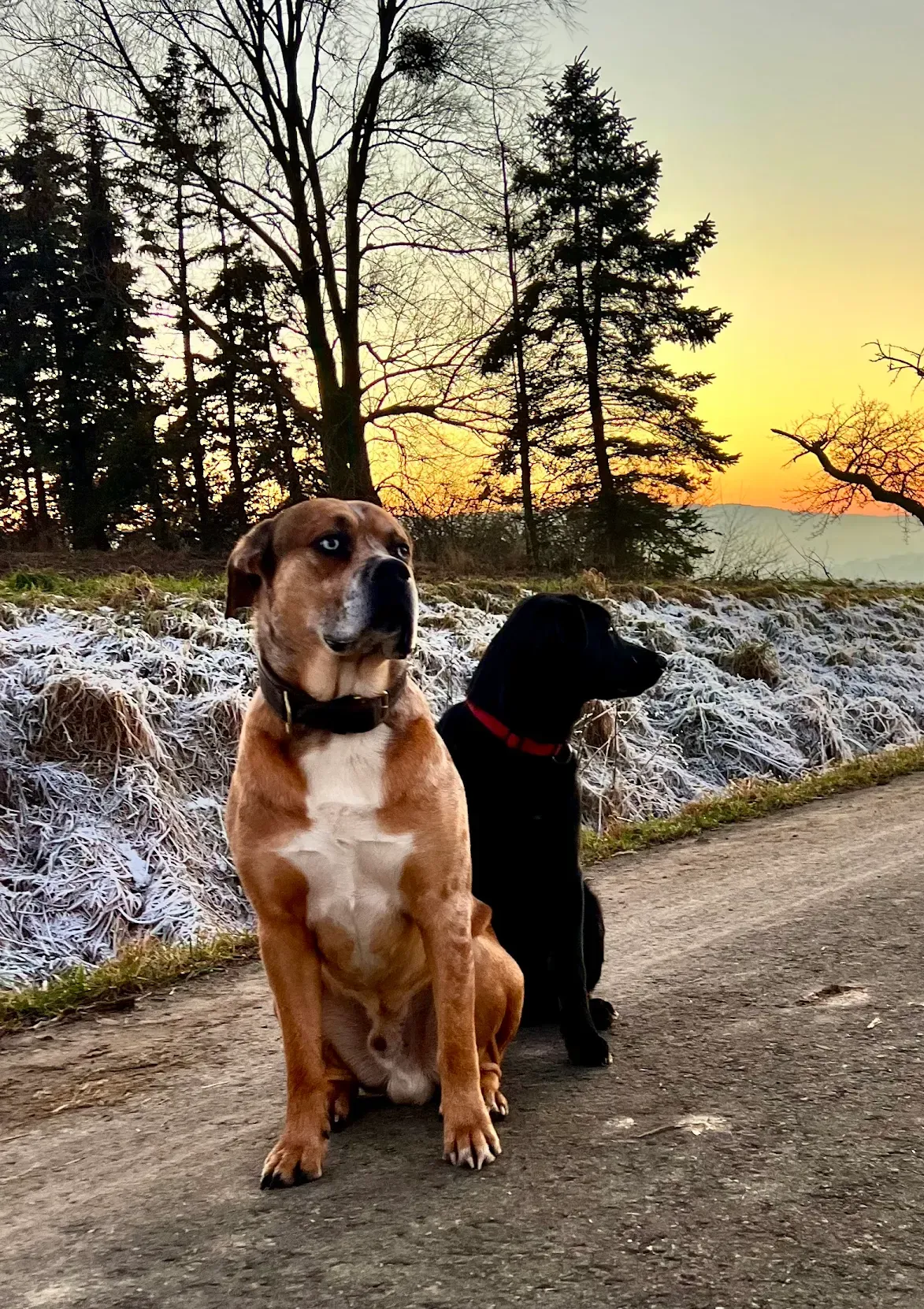 Zwei Hunde sitzen bei Sonnenuntergang auf einem frostigen Feldweg