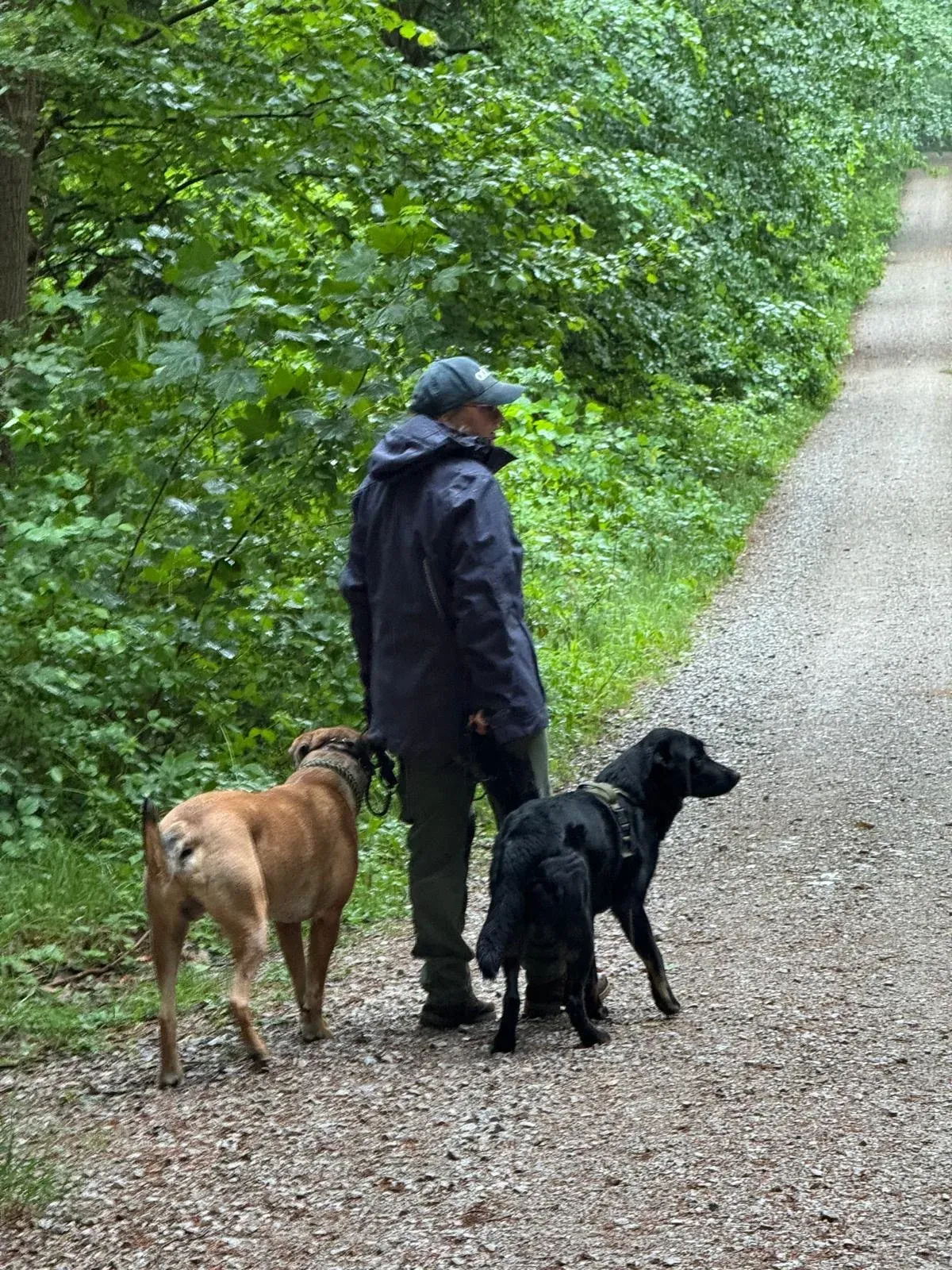Person geht mit zwei Hunden auf einem Waldweg spazieren