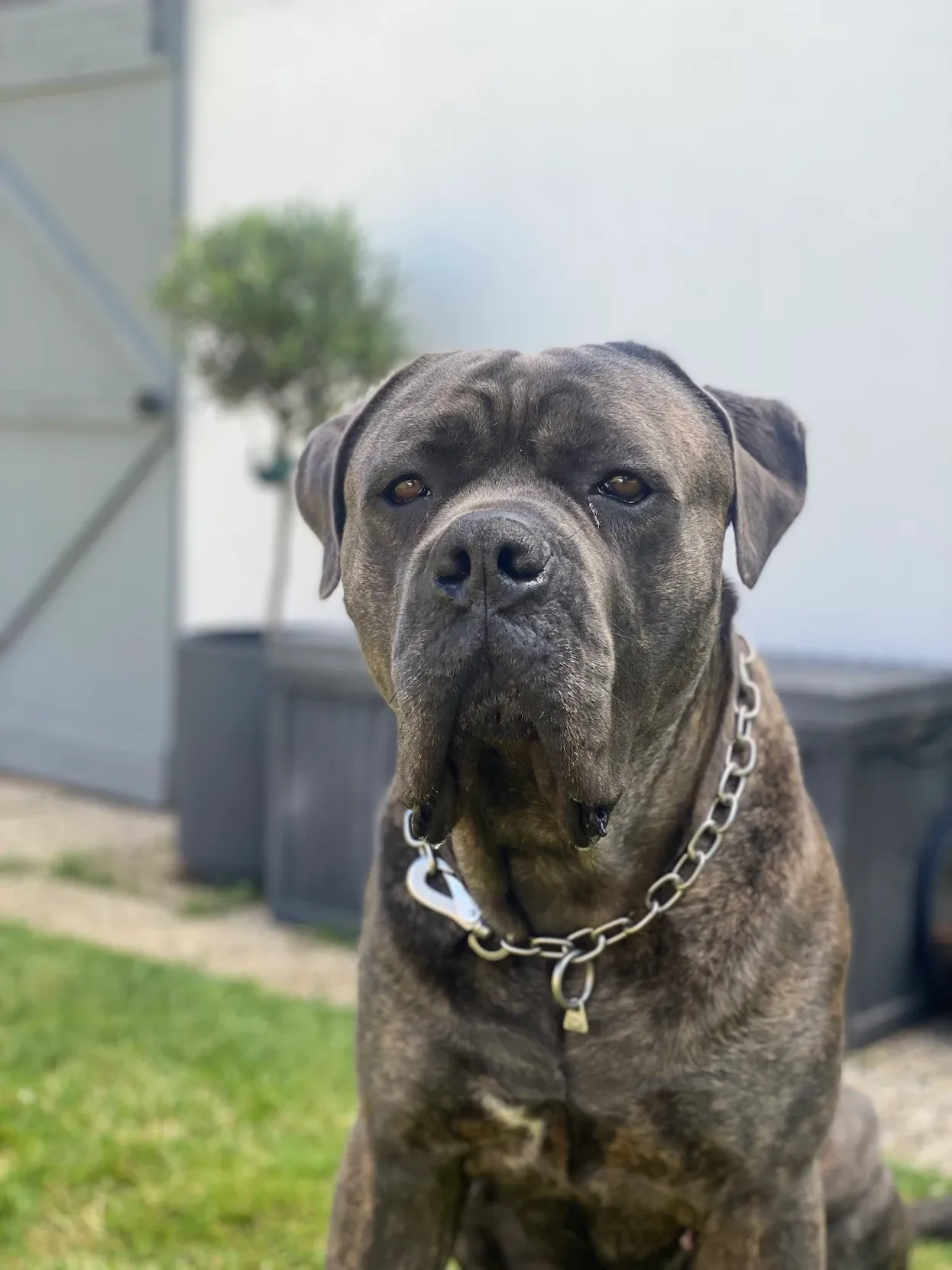 Cane Corso Arnold sitzt im Garten und schaut in die Kamera