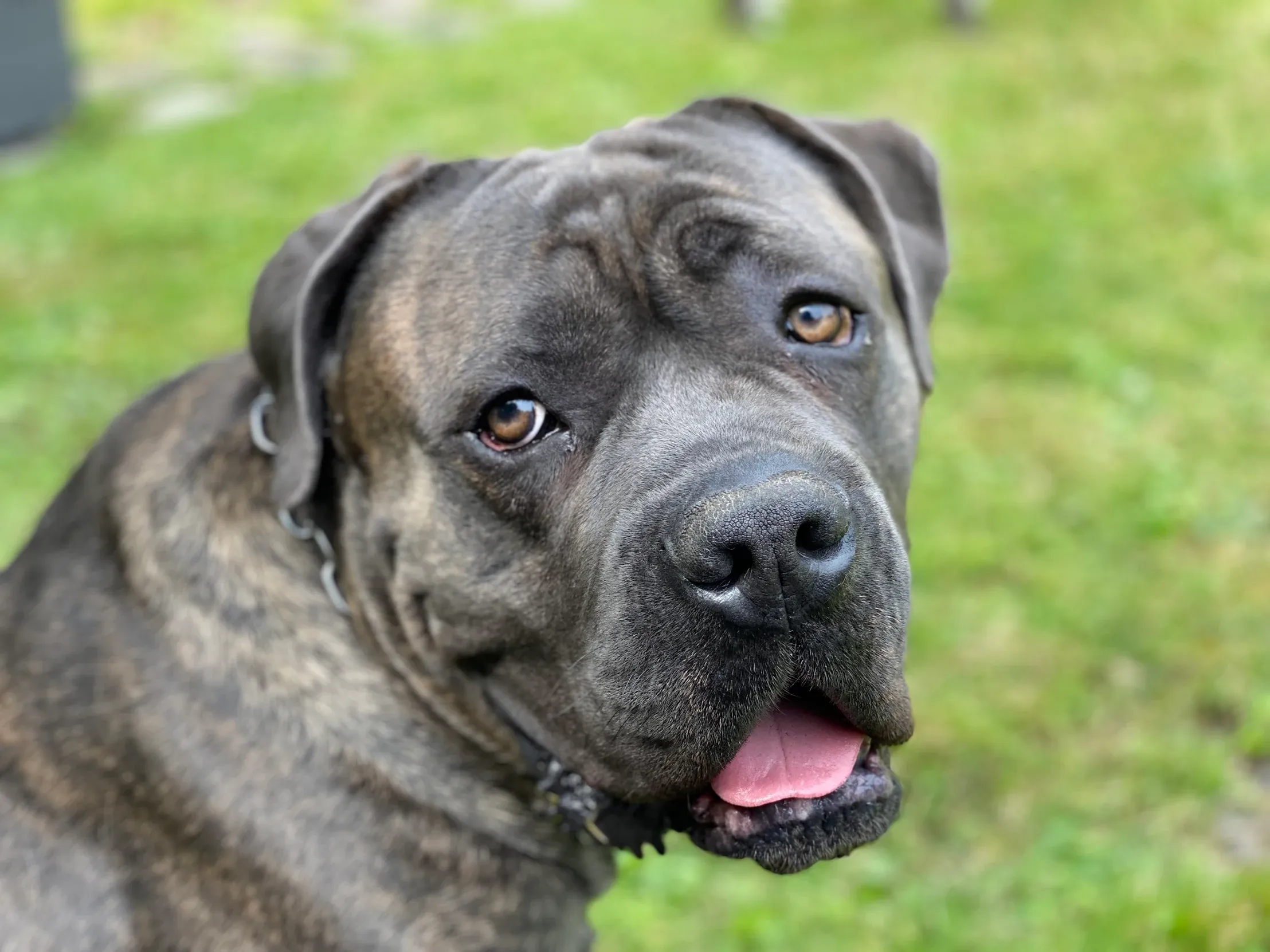 Nahaufnahme von Cane Corso Arnold auf einer Wiese