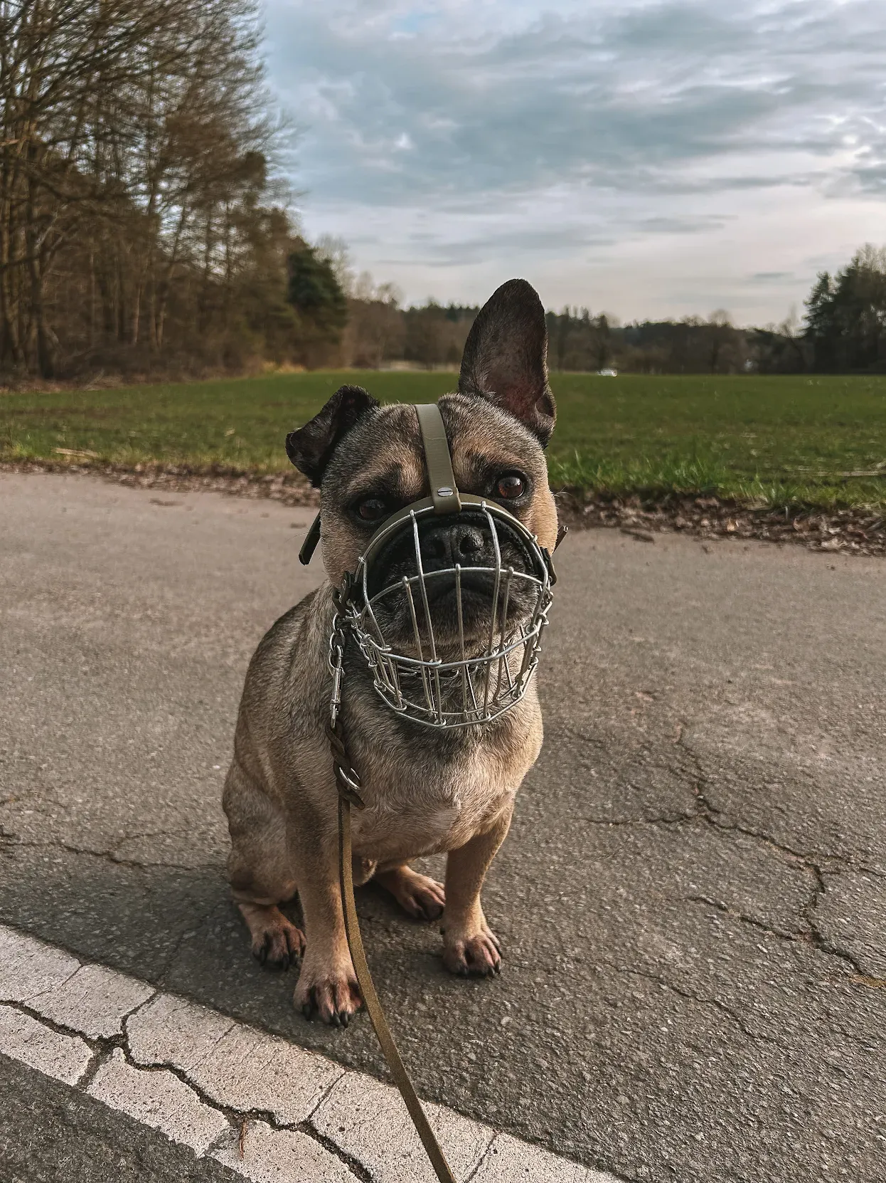 Französische Bulldogge mit Maulkorb sitzt auf einem Feldweg
