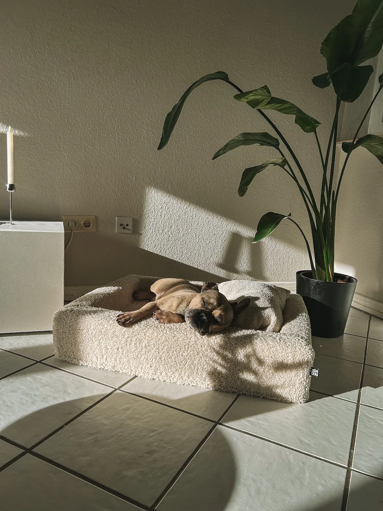 Französische Bulldogge schläft in einem Hundebett im Sonnenlicht