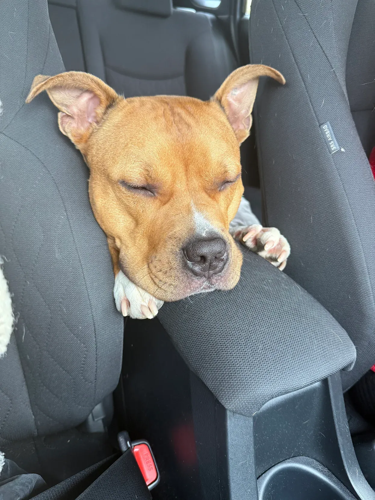 Brauner Hund schläft entspannt auf der Mittelkonsole im Auto