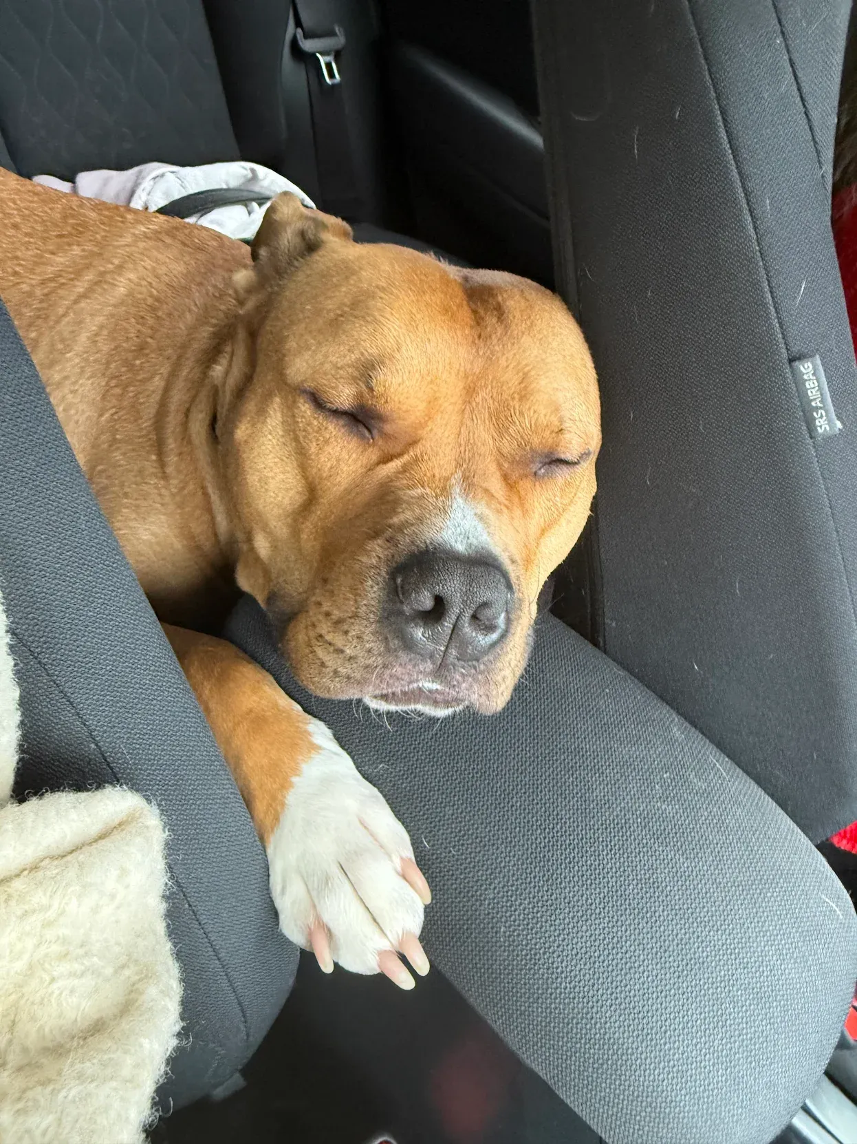 Brauner Hund liegt schlafend zwischen den Autositzen